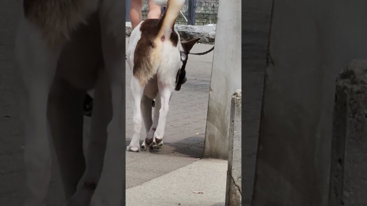 AKITA LOOKING FOR SHIBA INU