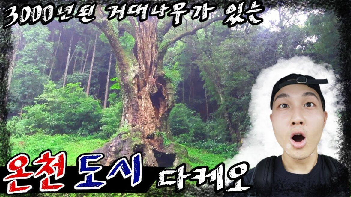 음산한 온천도시 다케오의 🌳초대형나무를 가보았다
