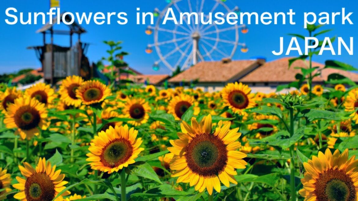 【JAPAN:Sunflower】4K Walk in Sunflower field in Amusement park JAPAN TRAVEL Vlog to Yokosuka 【JAPAN:Sunflower】4K Walk in Sunflower field in Amusement park JAPAN TRAVEL Vlog to Yokosuka