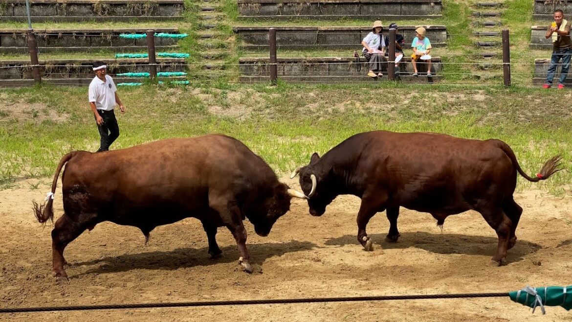 Nagaoka, Japan (2023) – Part 1 Nagaoka, Japan (2023) - Part 1