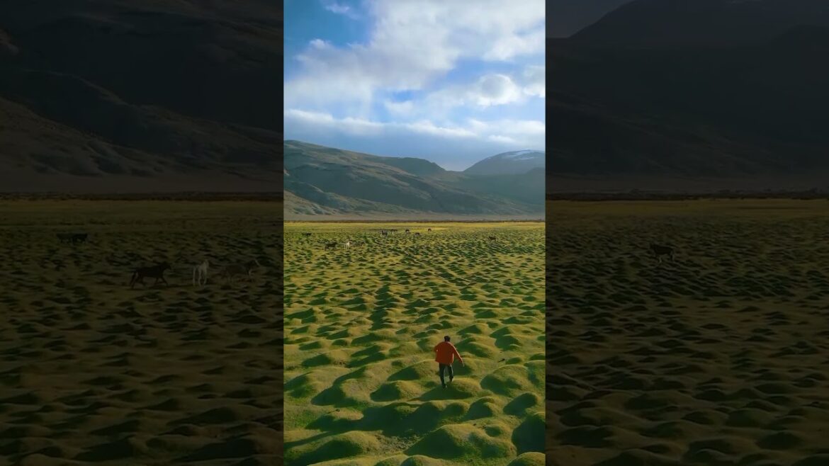 📍 Puga Valley, Ladakh, India #shortvideo #shorts