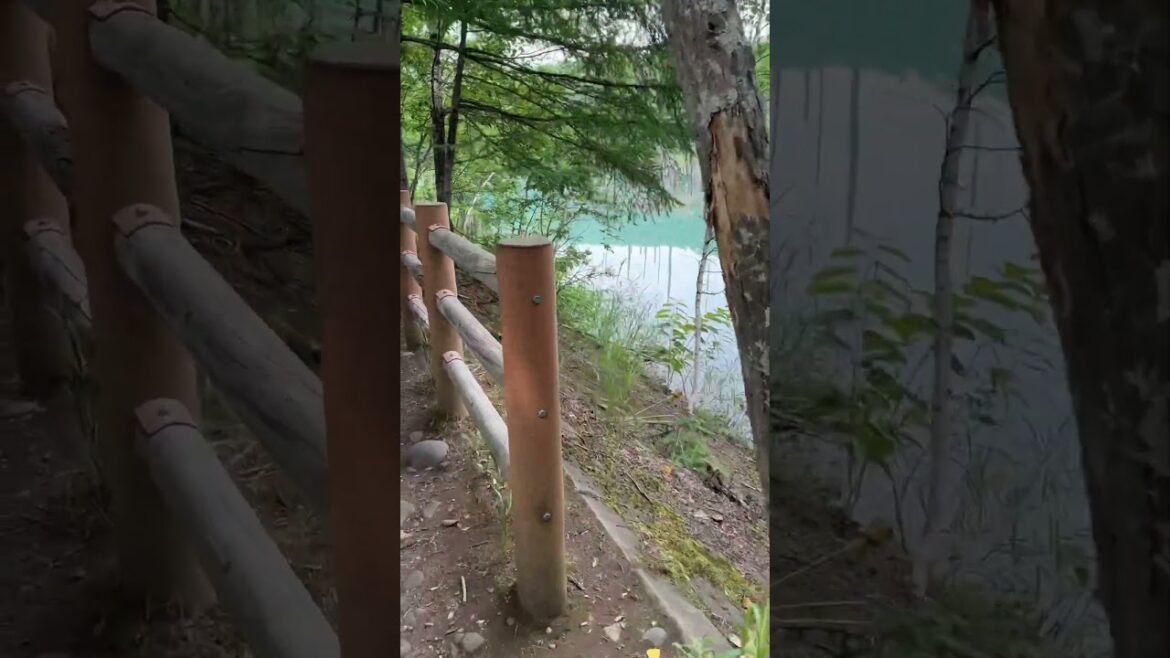 Shirogane Blue Pond Walk (crowded!) #walkingtour #japanwalkingtour #japanwalk #青い池