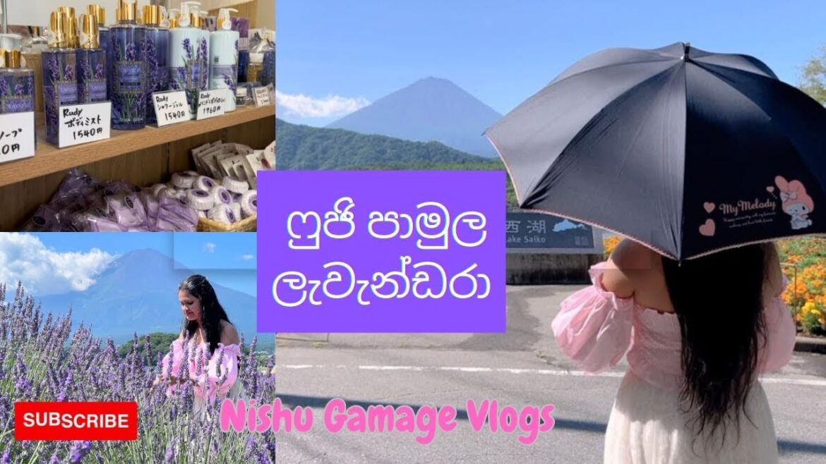 හැමෝම දන්න ෆුජි කන්ද පාමුල ලැවැන්ඩර් මල් සුවද🌷 | Mount Fuji | 🪻Lavender 🪻| 🌸Flower Festival 🌸