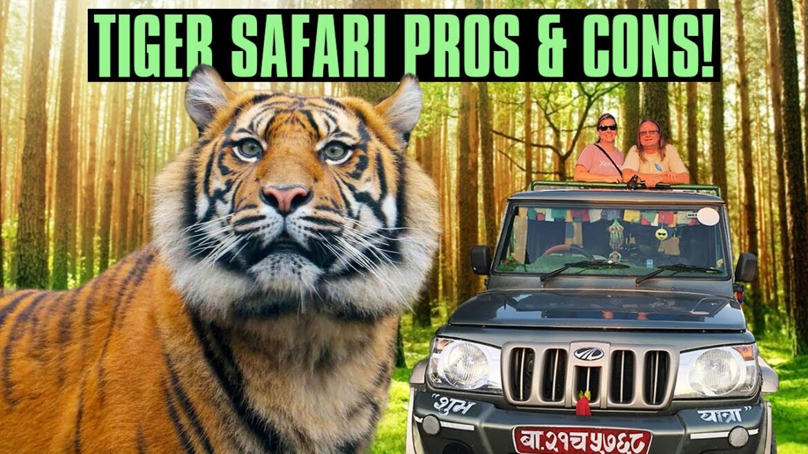Is an Indian Tiger Safari Worth It??