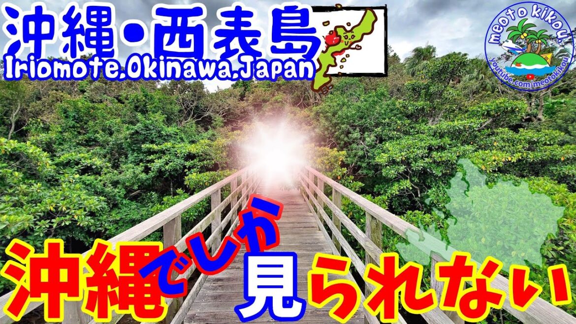 古見 の サキシマスオウノキ 群落🌴 散策! 沖縄でしか見られない🔭 沖縄県 西表島🌺  西表島観光 ・ 西表島旅行 ・ 仲良し夫婦 ・ meotokikou ・ 11.ai 古見 の サキシマスオウノキ 群落🌴 散策! 沖縄でしか見られない🔭 沖縄県 西表島🌺  西表島観光 ・ 西表島旅行 ・ 仲良し夫婦 ・ meotokikou ・ 11.ai