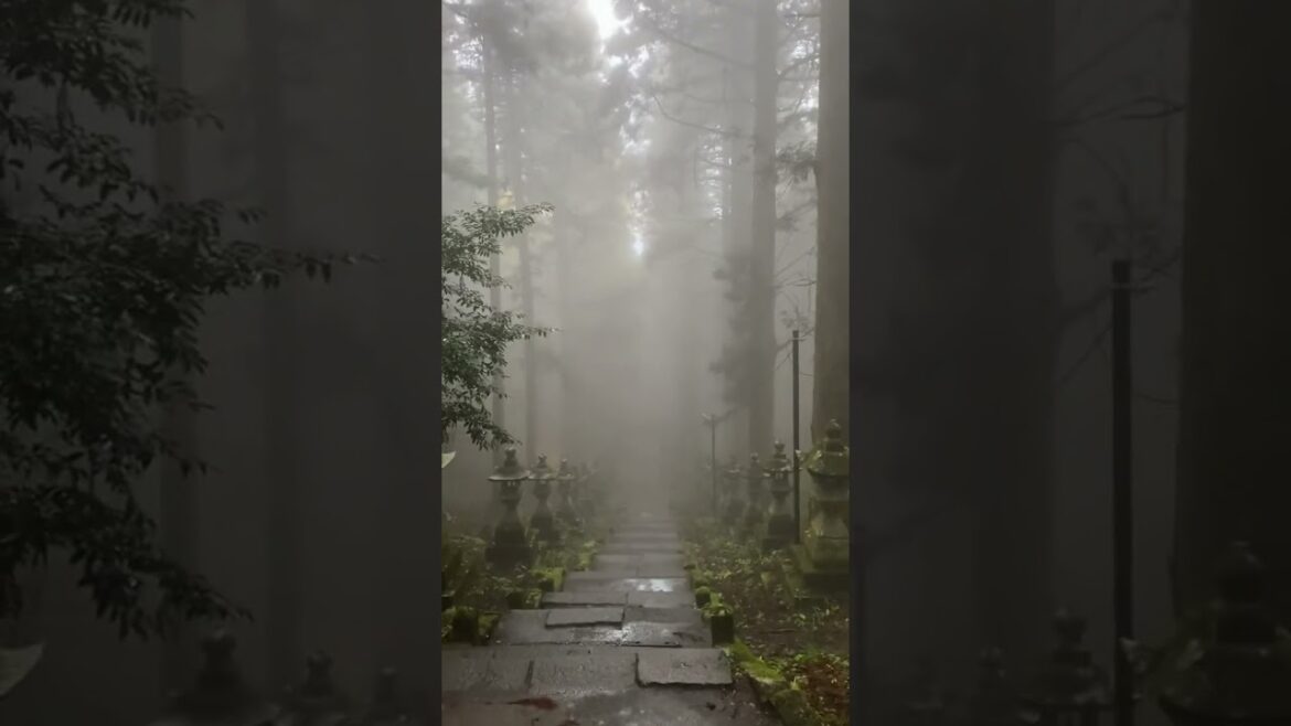 Entrance to another world⛩️ #travel #japan #shorts #short #asmr Entrance to another world⛩️ #travel #japan #shorts #short #asmr