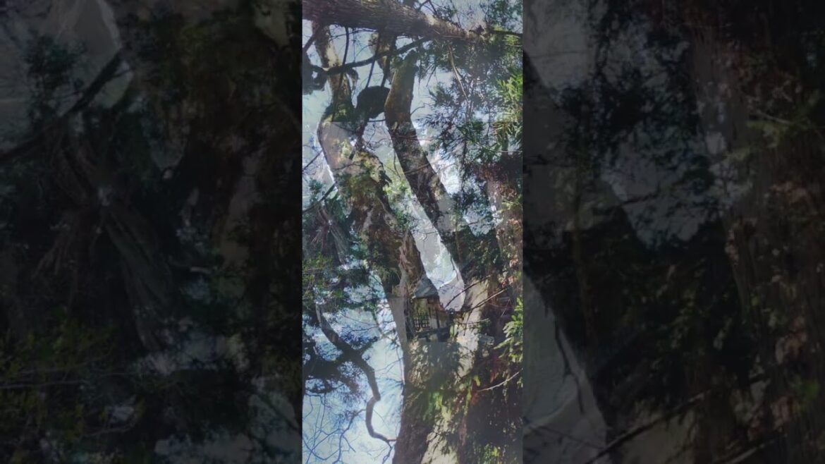 Sacred scenery of the Suwa-taisha shrine – Rediscover the charm of Nagano Prefecture, Shinshu Sacred scenery of the Suwa-taisha shrine - Rediscover the charm of Nagano Prefecture, Shinshu