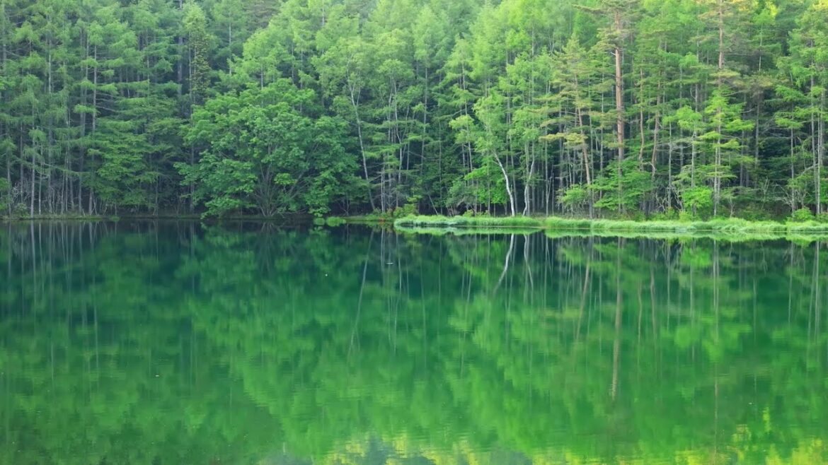 【Japan 1minute Travel NAGANO Chino Okutateshina】長野 茅野 奥蓼科(早朝の御射鹿池の動画) 【Japan 1minute Travel NAGANO Chino Okutateshina】長野 茅野 奥蓼科(早朝の御射鹿池の動画)