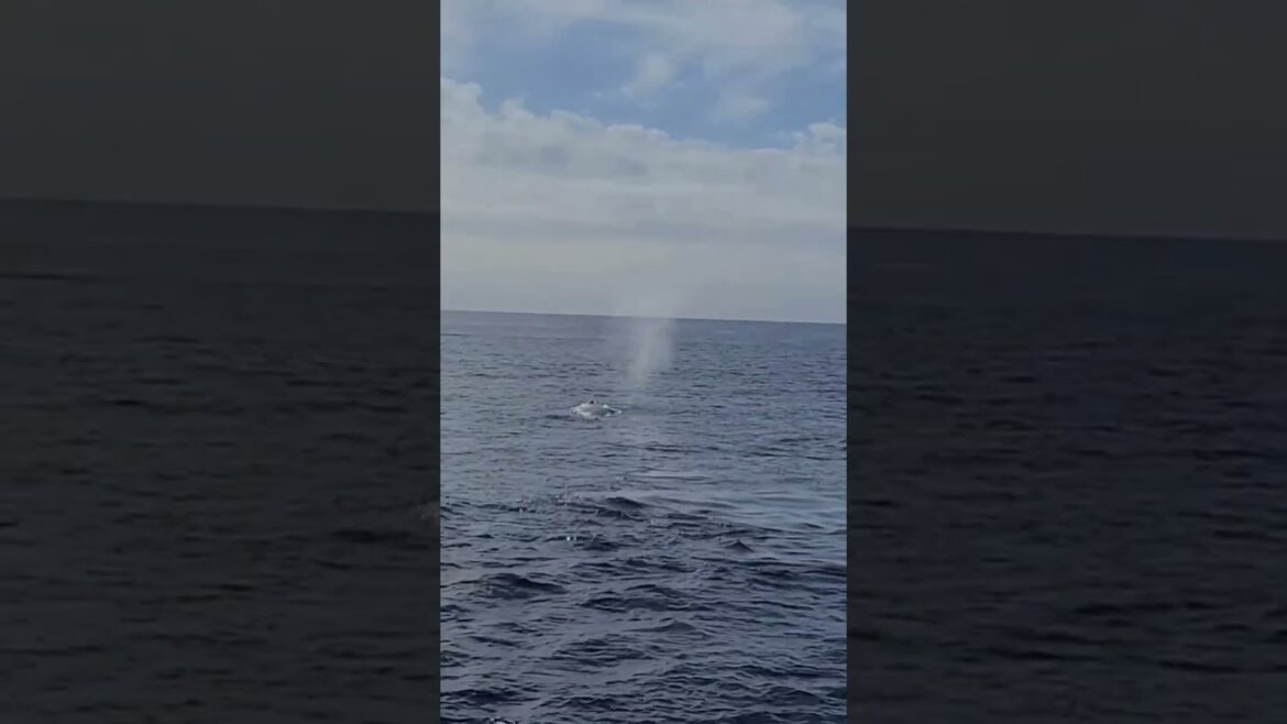 ASMR 일본 오키나와 청정바다 고래 숨쉬는 모습!!! OKINAWA WHALE; 沖縄のクジラ(鯨)