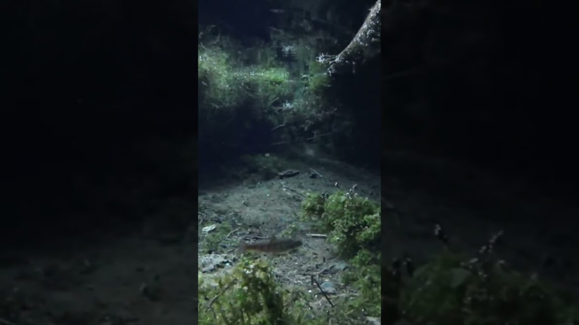 Japan Alps Kamikochi/ 上高地 @JPChillTour