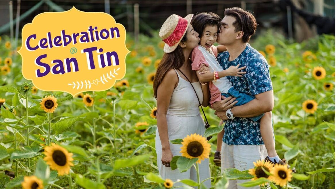 H.K Family Attractions【San Tin Farm Sunflower Fields 元朗信芯園向日葵花海】 H.K Family Attractions【San Tin Farm Sunflower Fields 元朗信芯園向日葵花海】