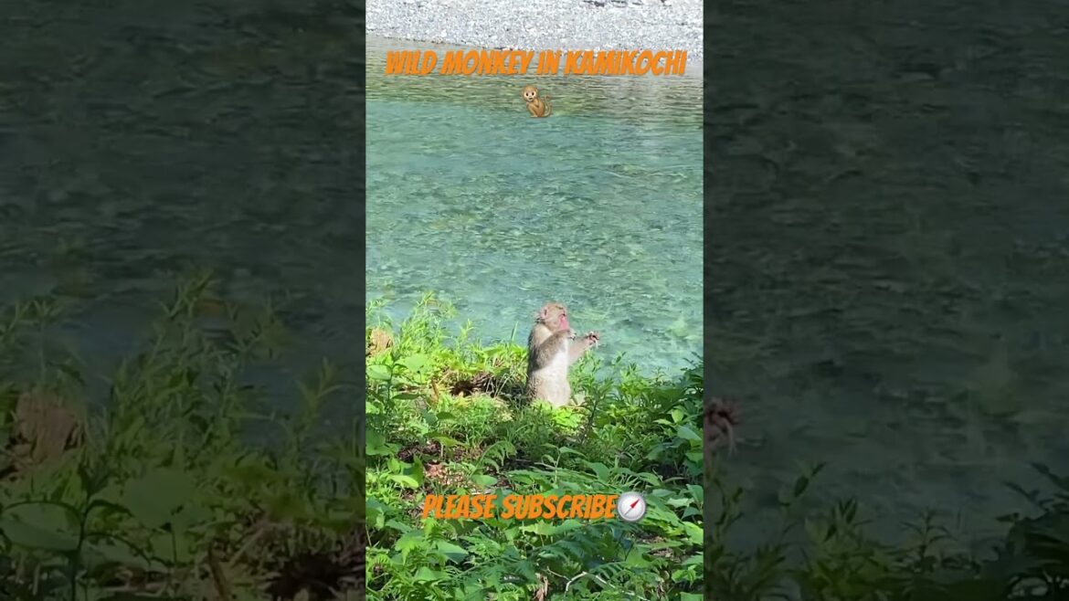 【JAPAN】Wild Monkey in Kamikochi #pleasesubscribe #shorts #mountain #vlog #blog #river #nagano 【JAPAN】Wild Monkey in Kamikochi #pleasesubscribe #shorts #mountain #vlog #blog #river #nagano