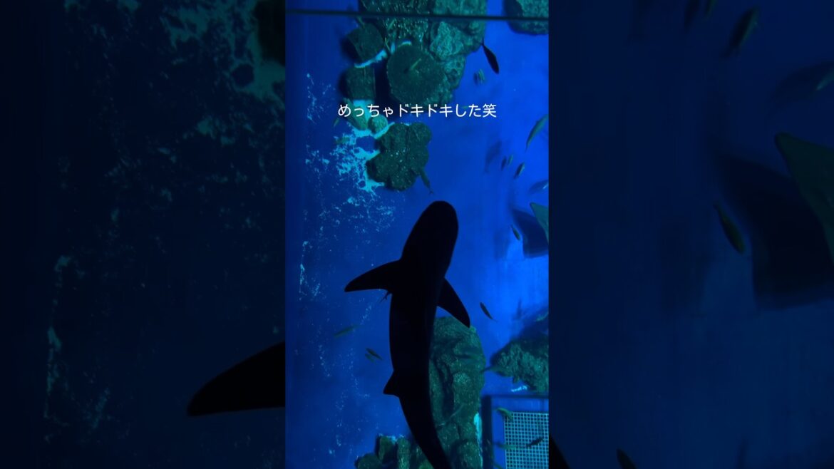 那覇空港から近い水族館【沖縄】#shorts 那覇空港から近い水族館【沖縄】#shorts