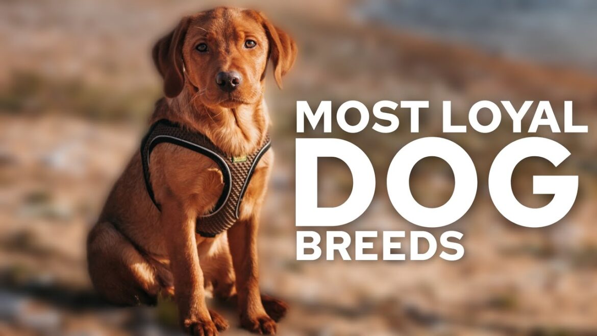 Top 10 Most Loyal Dog Breeds Top 10 Most Loyal Dog Breeds
