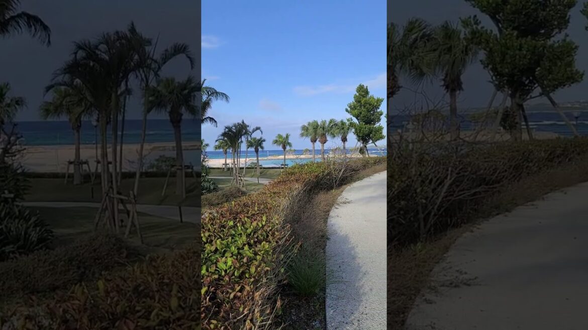 일본 오키나와 세라가키 히비스커스꽃과 푸르른 해안: 남국의 바다, 오키나와의 해변과 겨울바다