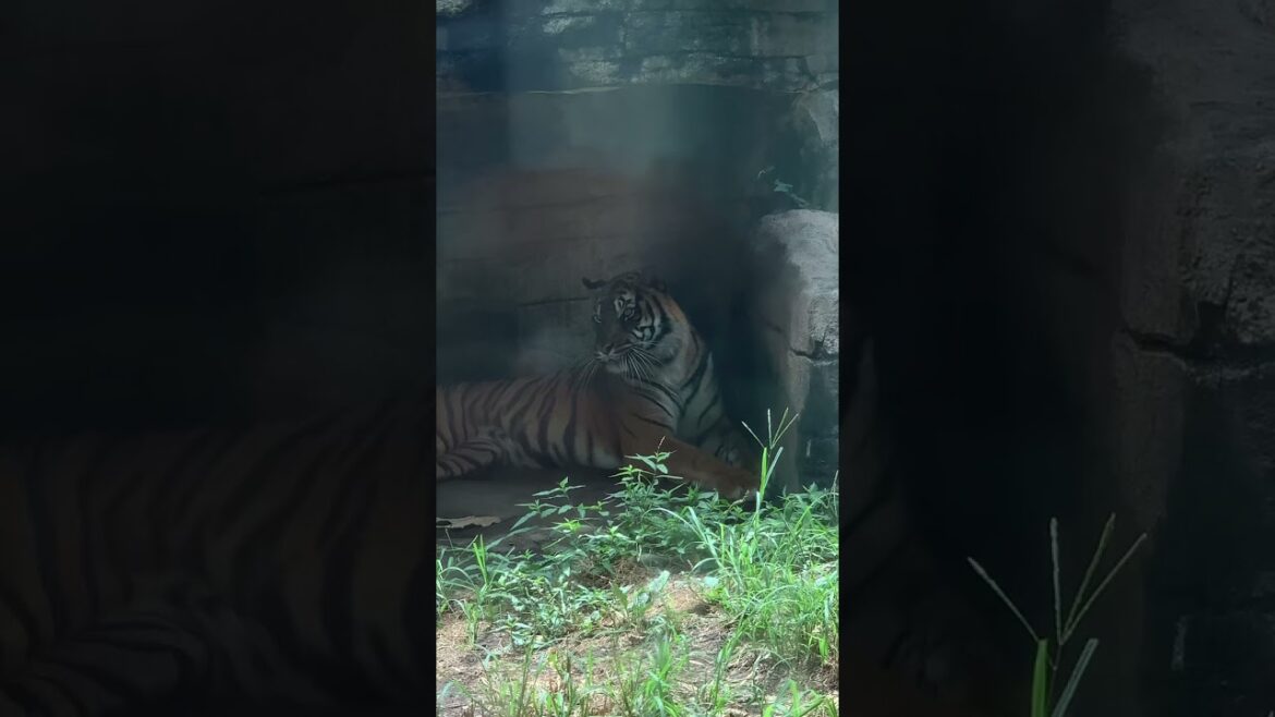 Let me see you tiger | Sendai japan #japan #sendai #travel #zoo