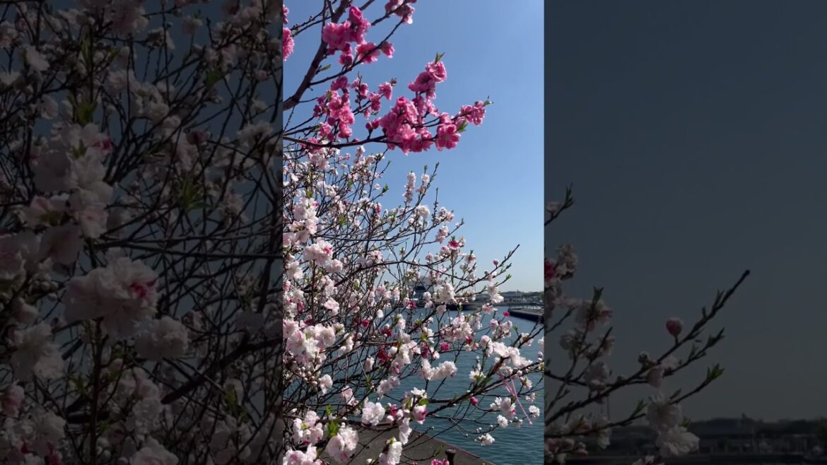Spring day in Yokohama, Japan 🇯🇵🌸