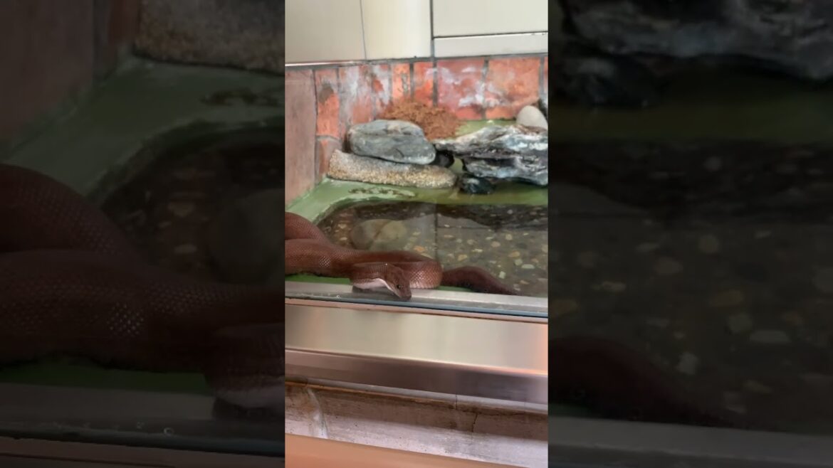 The cute snake | never gonna afraid of snake from now on #snake #japan #zoo #sendai #travel