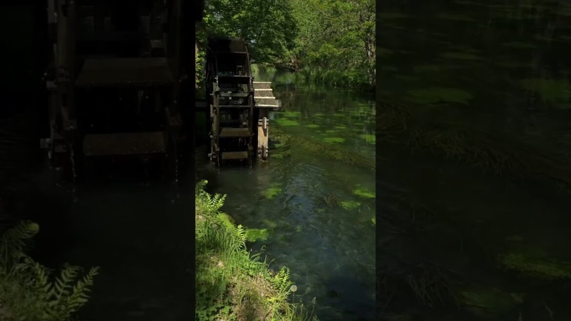 Molinos de agua en Japón | Granja Daio Wasabi 🎌