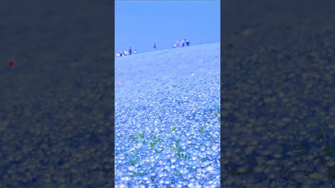Video Of Japan’s Valley Of Blue Flowers Goes Viral, Internet Amazed Video Of Japan's Valley Of Blue Flowers Goes Viral, Internet Amazed