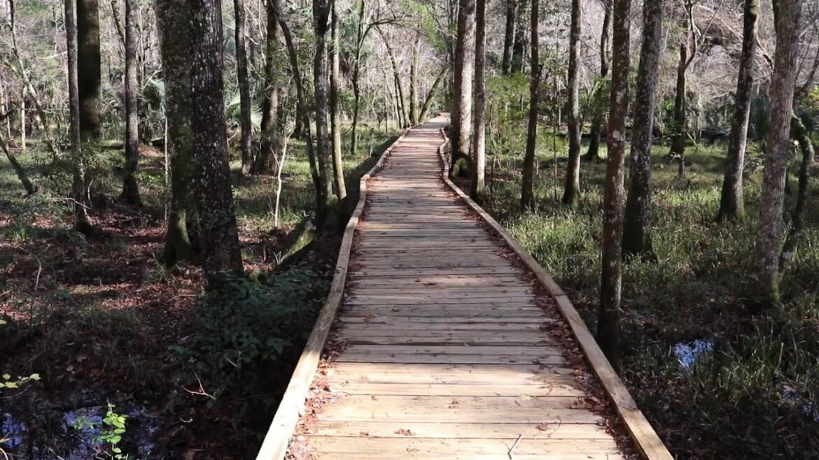 Florida Roadside Attractions - 900 Year-Old GIANT CYPRESS TREE & Boardwalk : Goethe State Forest