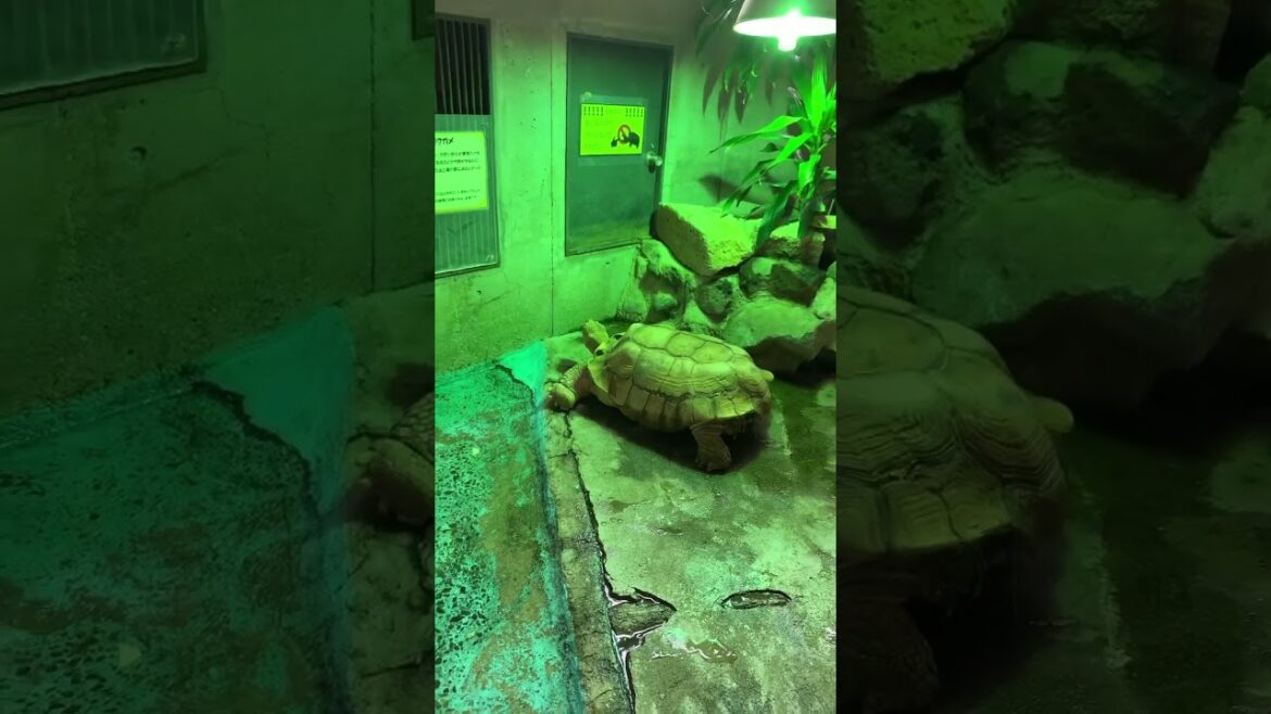 Dancing tortoise | tortoise in Sendai zoo #japan #travel #zoo #animal #funny #viral