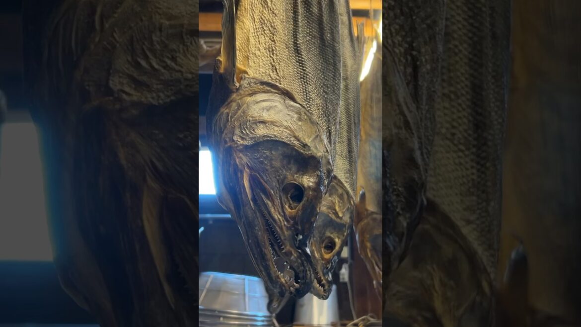 The 1000 year old Salmon! #japan #salmon The 1000 year old Salmon! #japan #salmon