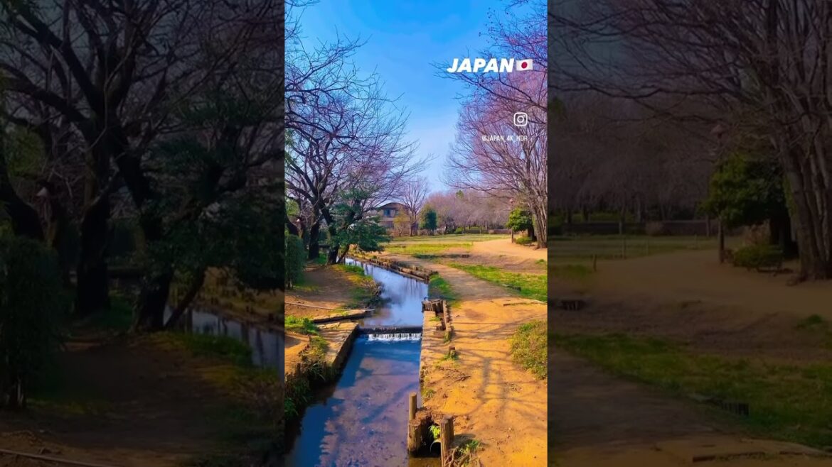 📍Japan 🇯🇵 #shorts #japan #tokyo 📍Japan 🇯🇵 #shorts #japan #tokyo