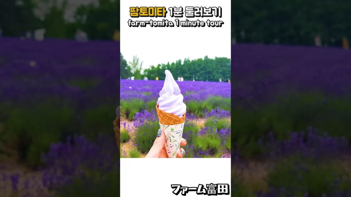 🪻 홋카이도 후라노 팜토미타 라벤더 #shorts #farmtomita #hokkaidotrip
