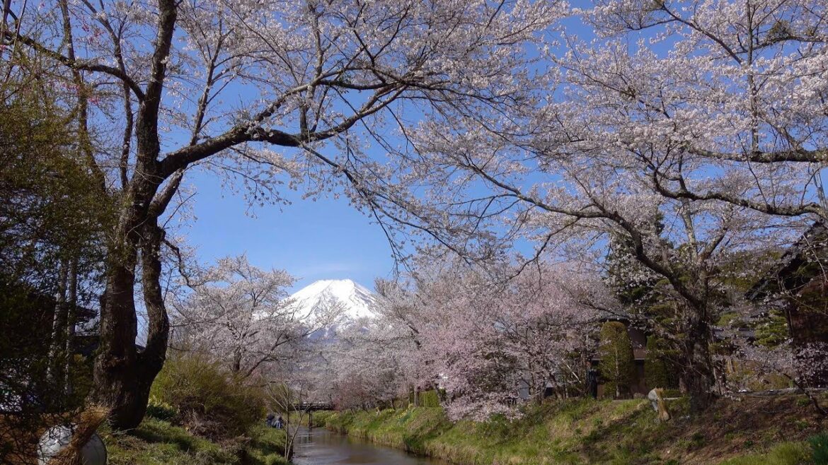 2019 美しい！忍野八海の富士と桜(4K) Beautiful! Mt. Fuji & Cherry Blossoms At Oshino-Hakkai(UHD)