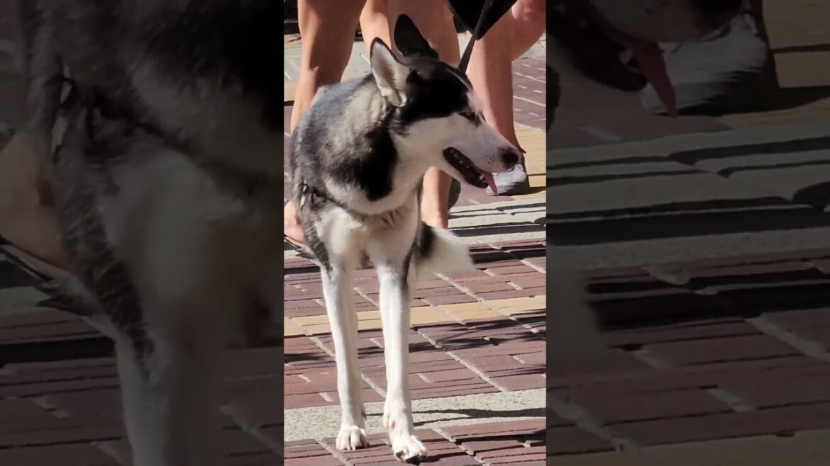 HUSKY LOOKING FOR LABRADOR AKITA WELSH CORGI