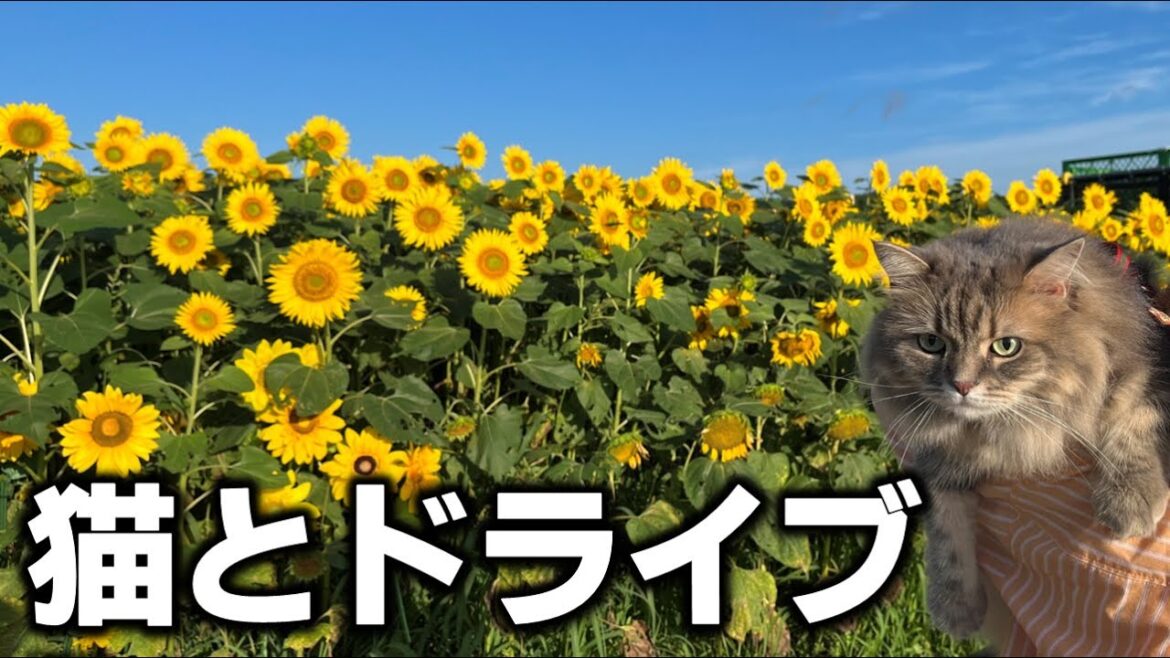 【北海道ドライブ】200万本の北竜町ひまわり畑の絶景に感動!【フリードプラスで車中泊】 【北海道ドライブ】200万本の北竜町ひまわり畑の絶景に感動!【フリードプラスで車中泊】