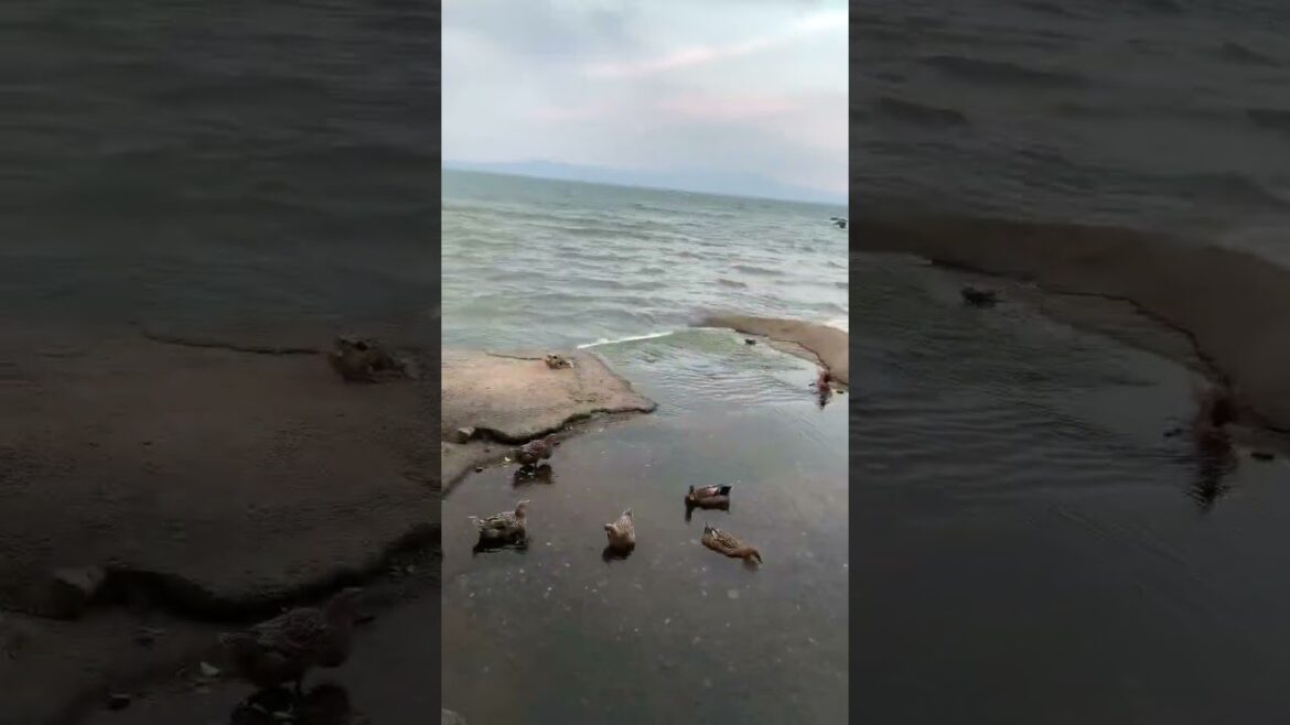 【鹿児島穴場スポット5選】雰囲気抜群の最後癒し空間#shorts