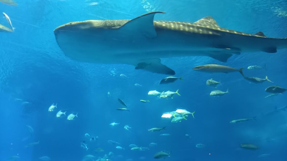 Okinawa: Driving to Churaumi-Aquarium (Nago City)