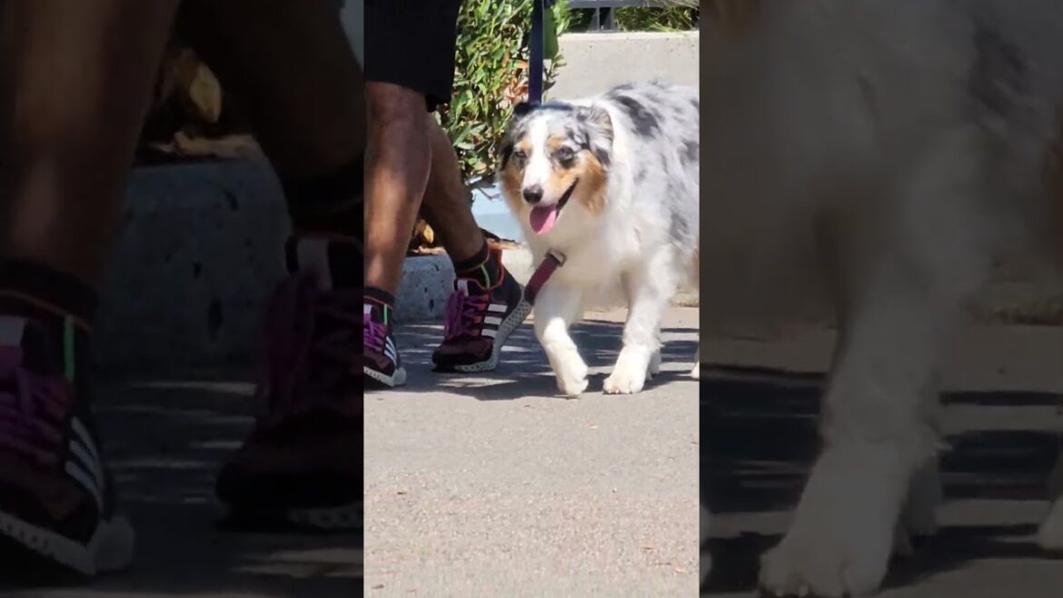 AUSTRALIA SHEPHERD LOOKING FOR AKITA AUSTRALIA SHEPHERD LOOKING FOR AKITA