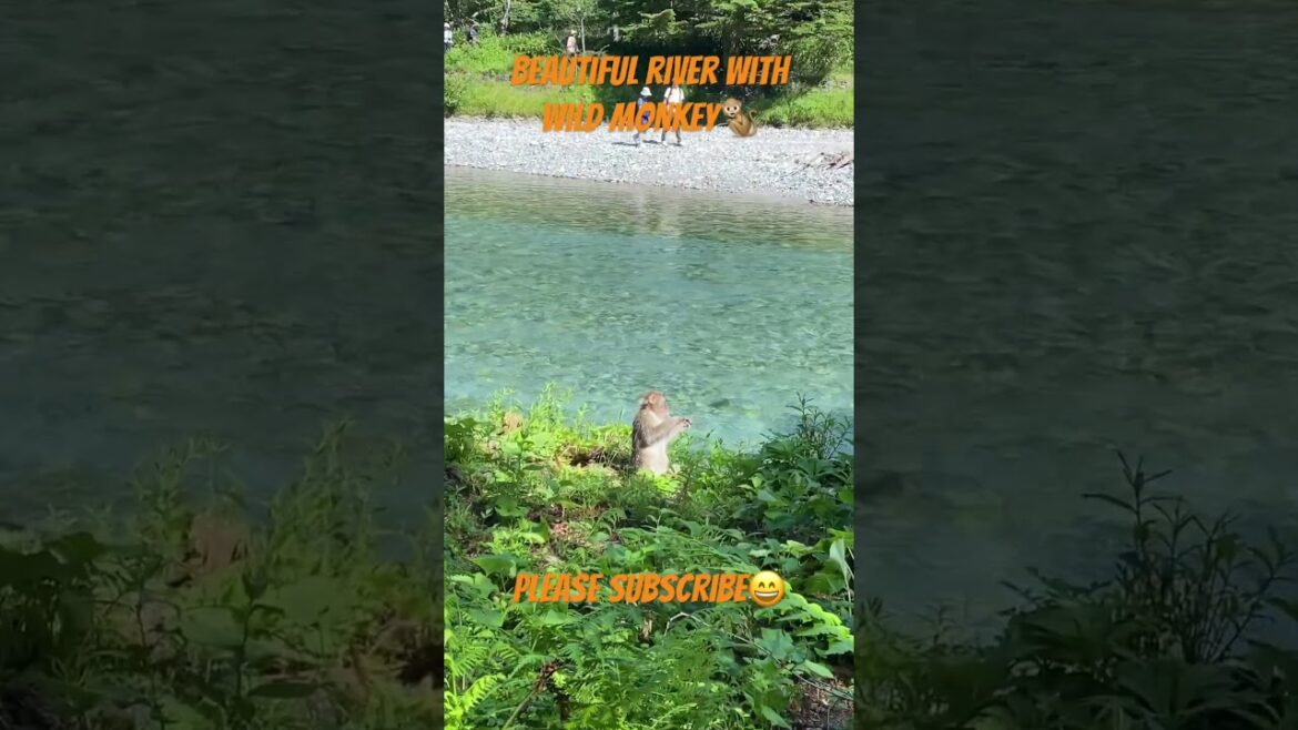 【JAPAN】Beautiful River With Wild Monkey #pleasesubscribe #vlog #blog #mountain #travel #nature 【JAPAN】Beautiful River With Wild Monkey #pleasesubscribe #vlog #blog #mountain #travel #nature
