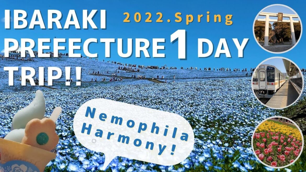 2022 Japan Ibaraki Prefecture1 Day Trip| Hitachi Seaside Park| Nemophila| Ocean Oarai Isosaki Shrine