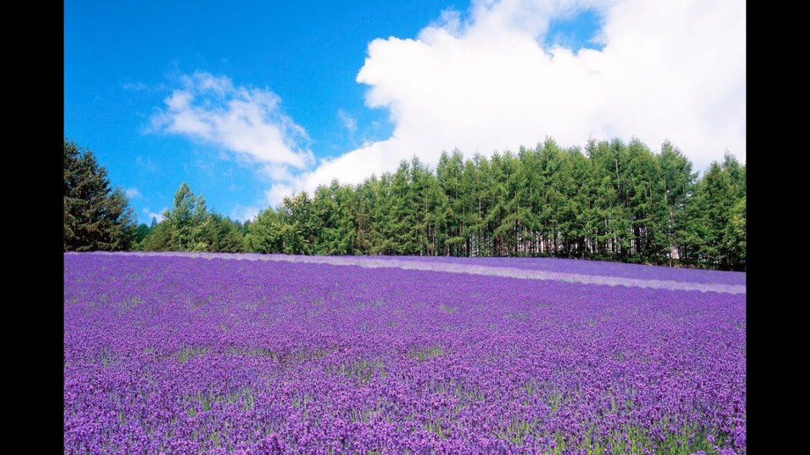 LAVENDER FIELDS Hokkaido, Japan LAVENDER FIELDS Hokkaido, Japan