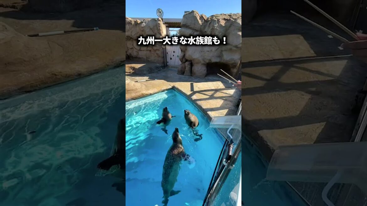 【泊まれる公園】友達と九州旅行で泊まってよかった宿! #shorts 【泊まれる公園】友達と九州旅行で泊まってよかった宿! #shorts