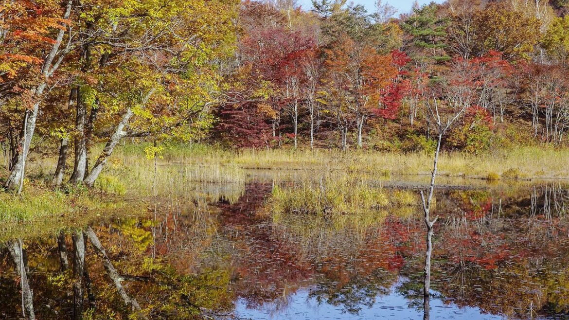 [ 4K Ultra HD ] 観音沼森林公園の紅葉 Kannon swamp forest park in Autumn (Shot on RED EPIC)
