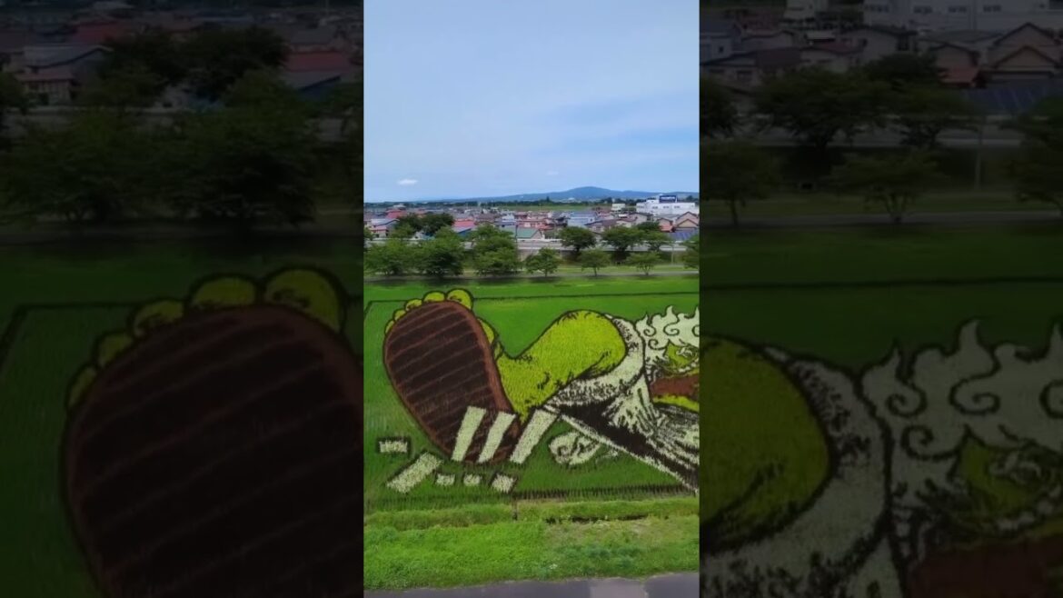 Campos de arroz japoneses que son obras de arte 🎌 Campos de arroz japoneses que son obras de arte 🎌