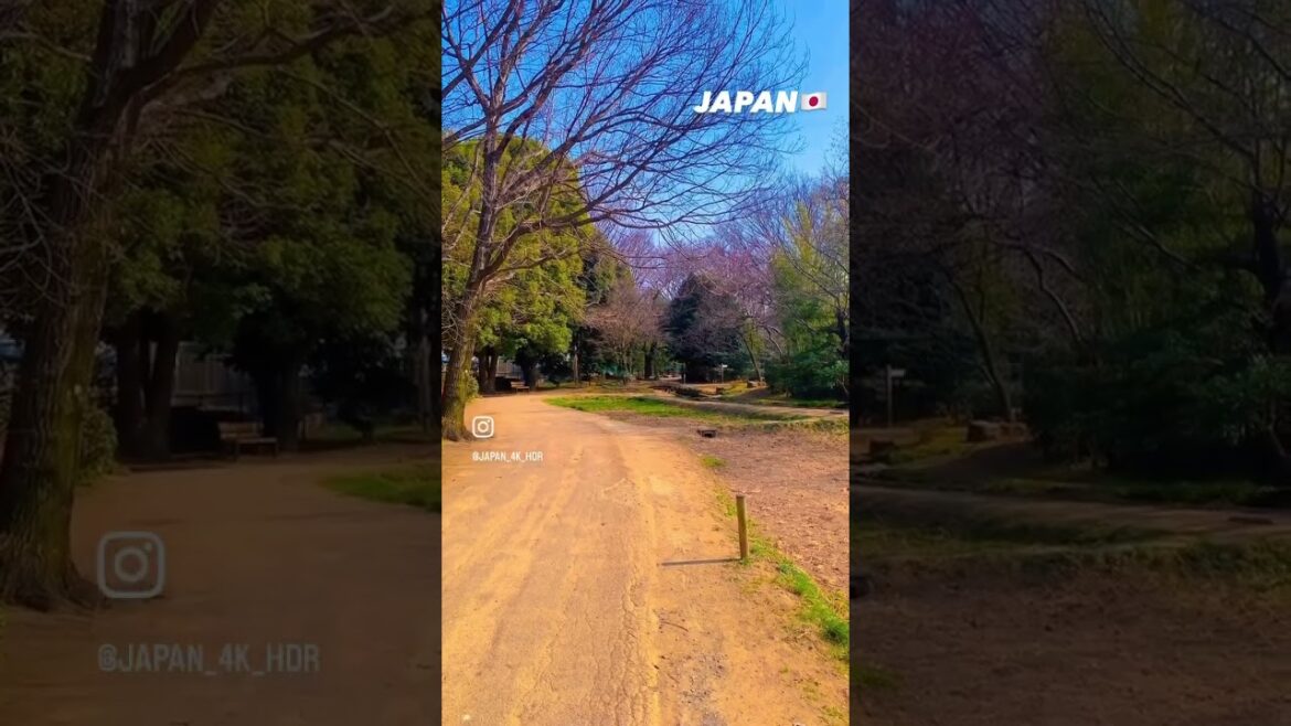 📍Japan 🇯🇵 #shorts #japan #tokyo