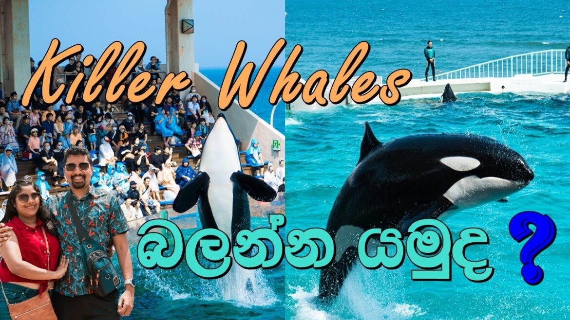 Killer Whales බලන්න යමුද ? | VLOG #4 | Kamogawa Sea World Japan