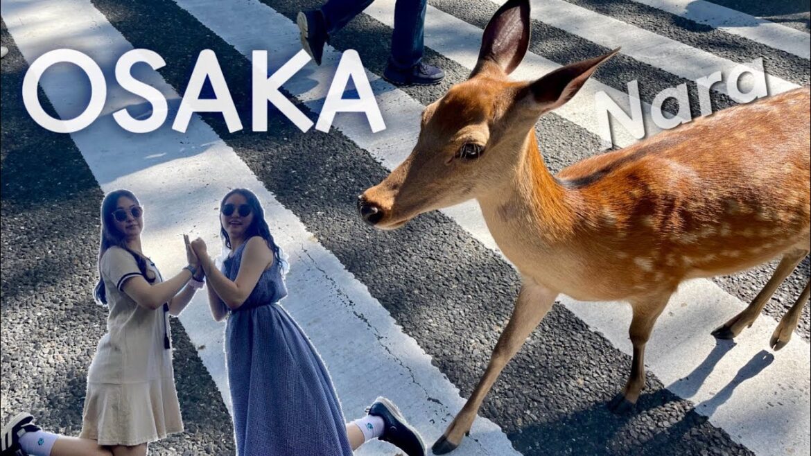 오사카 여행 나라 사슴공원 🦌 키디랜드 짱구 초밥 일본 브이로그 Japan Osaka Nara deer Vlog 日本大阪旅行ブログ