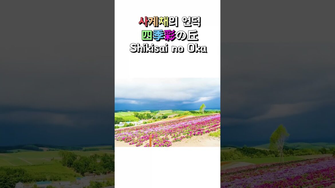 🌷 사계채의 언덕 #홋카이도여행 #四季彩の丘 #shorts
