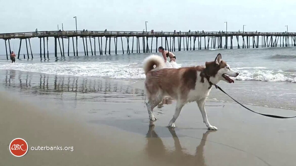 OBX Daydream | Dog Friendly Vacation Homes