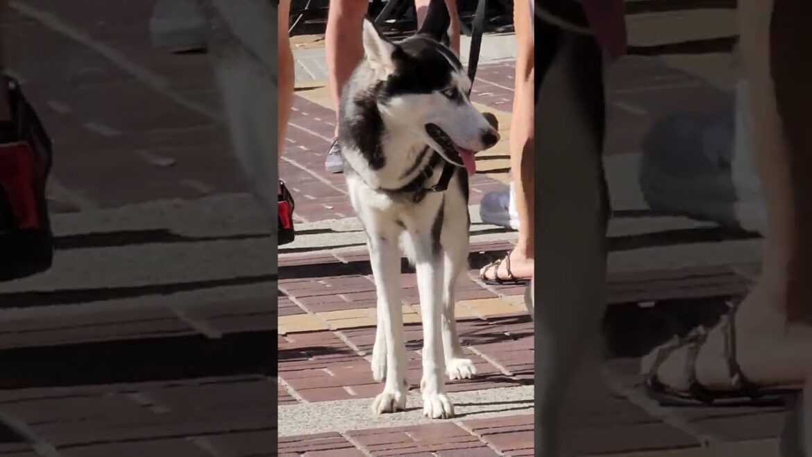 HUSKY LOOKING FOR LABRADOR AKITA WELSH CORGI