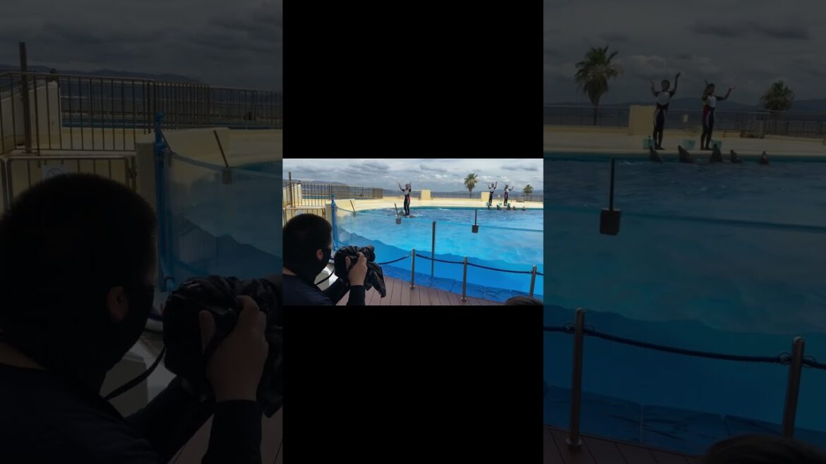 The DOLPHINS Show at MARINE World UMINONAKAMICHI, Fukuoka, Japan. #shorts #sundanese