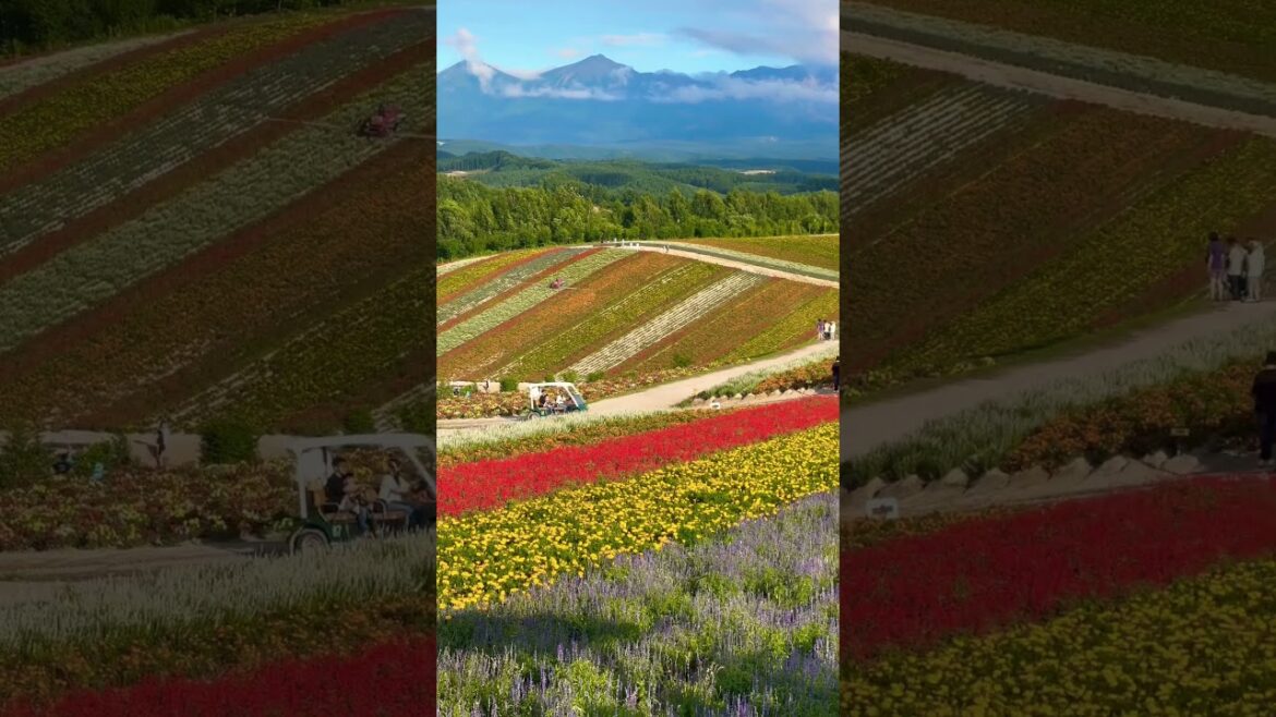 #japan #travel #hokkaido #北海道 #富良野 #shorts