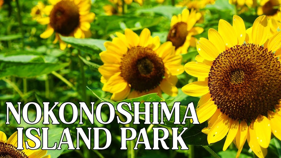 Nokonoshima Island Park's Sunflower & Marigold Splendor in Fukuoka